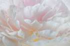 USA, Washington State, Seabeck. Raindrops on peony flower. Art Print